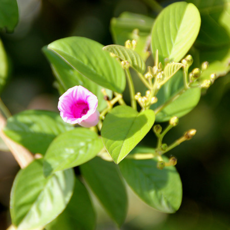 Argyreia elliptica, woody vine with elliptic to obovate leaves and pink to rose colored funnel...