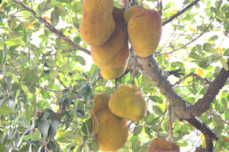 Jackfruit, Artocarpus heterophyllus, evergreen tree of tropics with cailiflorus multiple fruit up to...