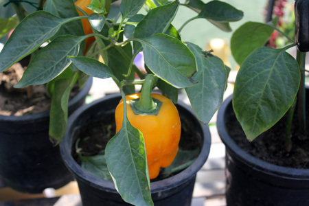 Bell pepper, Capsicum annuum, cultivated annual herb with small white flowers and drooping fruits initially green, turning yellow as it matures and finally turning red. Consumed as cooked stuffed vegetable and in salads.の写真素材