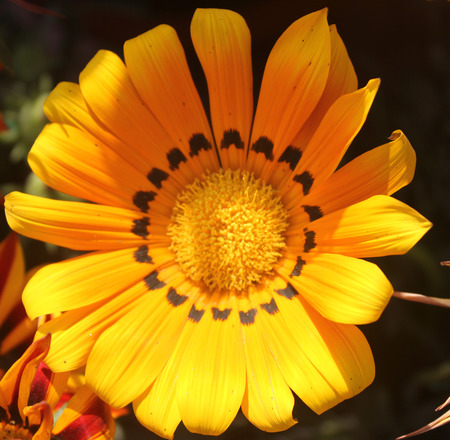 Gazania ringens 'Talent Orange', perennial herb with silvery foliage and yellow radiate heads with black dots at base of ray floretsの写真素材
