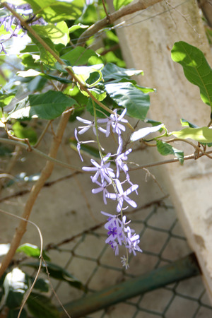 Petrea volubilis, Purple wreath, woody climber with purple star shaped flowers in drooping racemesの写真素材