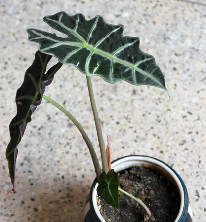 Alocasia amazonica, Elephant ear, rhizomatous perennial ornamental herb with distinctive dark green arrow shaped leaves with broad white veinsの写真素材