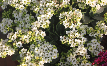 Kalanchoe blossfeldiana white, ornamental potted plant with succulent opposite leaves and small white flowers in terminal branched paniclesの写真素材