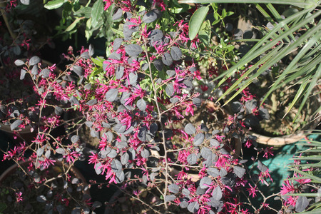 Loropetalum chinense var rubrum, Chinese Fringe flower, ornamental shrub with pink flowers with strap shaped petals, needs low maintenanceの写真素材