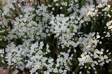 Ornithogallum umbellatum, star-of-Bethlehem, Grass lily, bulbous perennial herb with grass like...