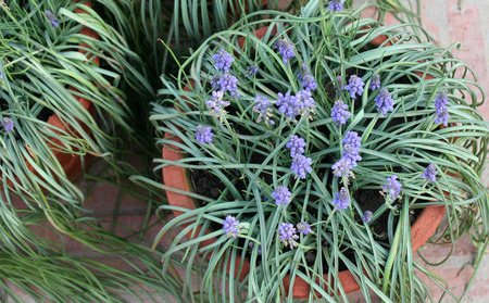 Muscari botryoides, Small Grape Hyacinth, bulbous perennial with linear leaves and small blue flowers on scapeの写真素材