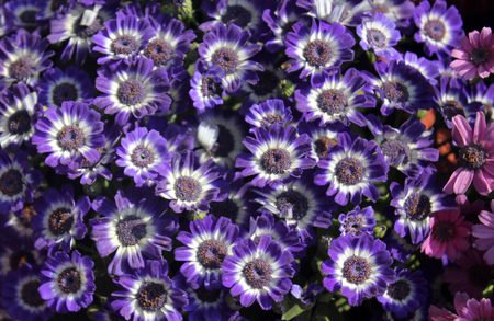 Pericallis hybrida, Blue and white, Florist's Cineraria, ornamental herb with radiate heads in with blue rays with white base and broad leavesの写真素材