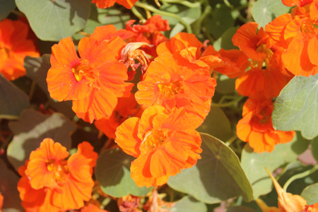 Tropaeolum majus Vesuvius, Garden ornamental with rounded peltate leaves and bright orange flowers, suited for garden bedsの写真素材