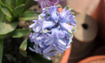 Hyacinthus orientalis, Garden hyacinth, ornamental bulbous herbaceous perennial with strap shaped leaves and fragrant purple flowers in a terminal spikeの写真素材