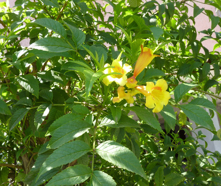 Tecoma stans,  Yellow trumpetbush, family Bignoniaceae, shrub with pinnate compound leaves and...