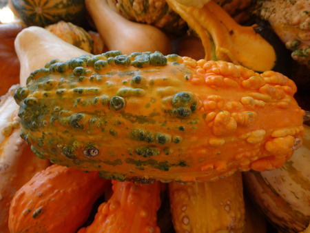 Cucurbita pepo, Warty gourd, family Cucurbitaceae, ornamental gourd in various colours with warts on surface, suitable for decoratonsの写真素材