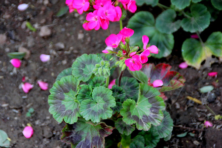 Pelargonium zonale, Garden Geranium, family Geraniaceae, small ornamental shrub with rounded cordate leaves with circular reddish purple patch and pink flowers in a cluster, often grown in potsの写真素材