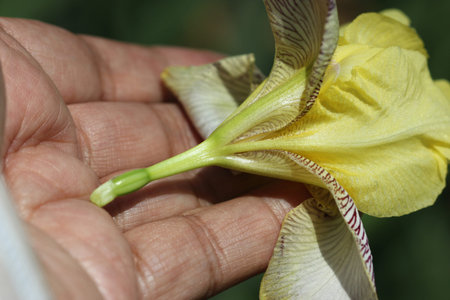 Iris variegata, Hungarian Iris, rhizomatous perennial herb with branched stems, slightly falcate ribbed leaves and yellow-white flowers with brown purple veins on falls, and yellow beard in middle at basal partの写真素材