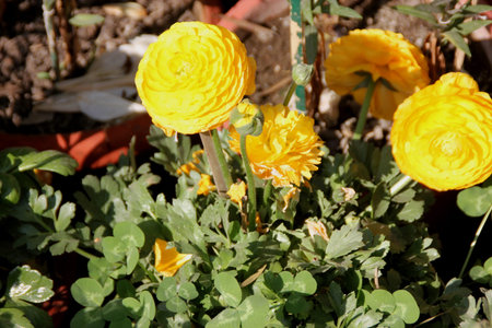 Ranunculus asiaticus, Persian buttercup, family Ranunculaceae, popular garden tuberous rooted...