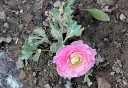 Ranunculus asiaticus, Persian buttercup, family Ranunculaceae, popular garden tuberous rooted...