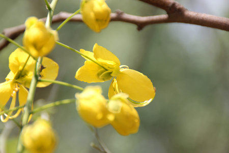 Cassia fistula, golden shower tree, Amaltas, deciduous tree with pinnate compound leaves and yellow flowers in pendulous racemes, pod cylindrical, fruit pulp used in medicineの写真素材
