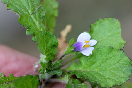 Mazus surculosus, creeping perennial herb with rooting runners, obovate leaves and white flowers with purple lower lip and two yellow patches on upper lipの写真素材
