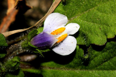 Mazus surculosus, creeping perennial herb with rooting runners, obovate leaves and white flowers with purple lower lip and two yellow patches on upper lipの写真素材