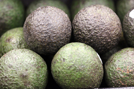 Persea americana, Hass Avocado, dark colored medium sized fruit with bumpy skin, flesh creamy with excellent flavorの写真素材