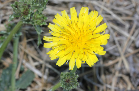 Helminthotheca echioides, bristly oxtongue, stiff herb with stems and leaves covered with broad based bristles and yellow rayed flower heads surrounded by 3-5 stiff involucre bractsの写真素材