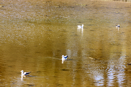 Birds on Natural Bridges Beach California, swimming in the standing pools along the seaの写真素材