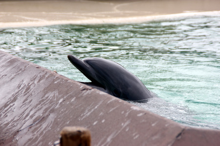 Dolphin show, SeaWorld, San Diego, California, USA, performing and entertaining the visitors to the Water Parkのeditorial素材