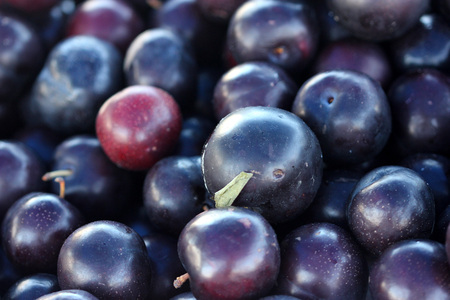 Prunus salicina Burgundy, Japanese plum Burgundy, medium sized fruit with reddish purple skin sometimes covered with white bloom and deep red sweet fleshの写真素材