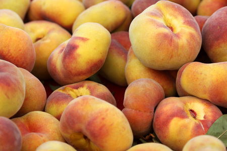 Prunus persica Donut, Donut peach, Flat peach, peach cultivar with flattened fruits usually produced in clusters, white flavorful sweet fleshの写真素材