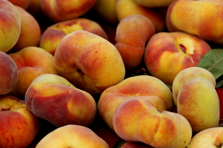 Prunus persica Donut, Donut peach, Flat peach, peach cultivar with flattened fruits usually produced in clusters, white flavorful sweet fleshの写真素材