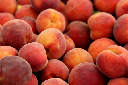 Santa Barabara peach, Prunus persica, yellow peach cultivar with red blush, soft yellow flesh, sweet and tasty with free stone, red near pit, suitable for warmer climatesの写真素材