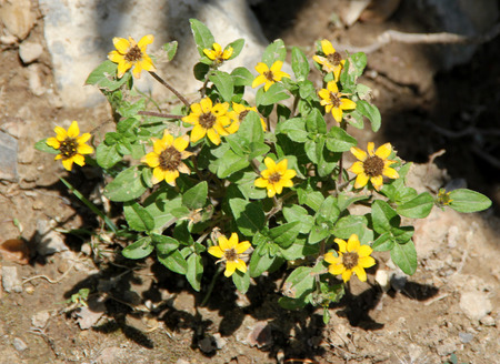 Sanvitalia procumbens, Creeping Zinnia, annual groundcover herb with elliptic leaves and yellow flowerheads with dark discの写真素材
