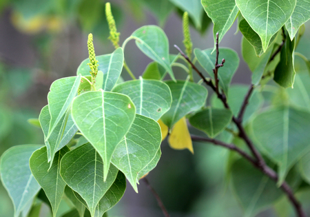 Triadica sebifera, also known as Sapium sebiferum, Chinese tallowtree, Florida aspen, syn: Sapium sebiferum, deciduous tree with rhombic to ovate leaves and small greenish-yellow flowersの写真素材