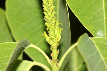 Triadica sebifera, also known as Sapium sebiferum, Chinese tallowtree, Florida aspen, syn: Sapium sebiferum, deciduous tree with rhombic to ovate leaves and small greenish-yellow flowersの写真素材