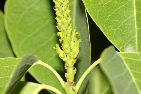 Triadica sebifera, also known as Sapium sebiferum, Chinese tallowtree, Florida aspen, syn: Sapium sebiferum, deciduous tree with rhombic to ovate leaves and small greenish-yellow flowersの写真素材