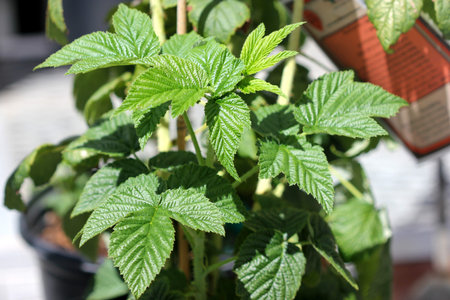 Rubus strigosus, American red raspberry, American raspberry, syn: R. idaeus subsp. strigosus,...