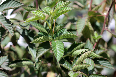 Thornless blackberry, deciduous shrubs without prickles producing black large fruits in bunches