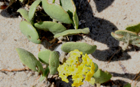 Abronia latifolia, yellow sand-verbena, perennial coastal plant from North America with thick nearly rounded leaves and yellow flowers in terminal globose headsの写真素材