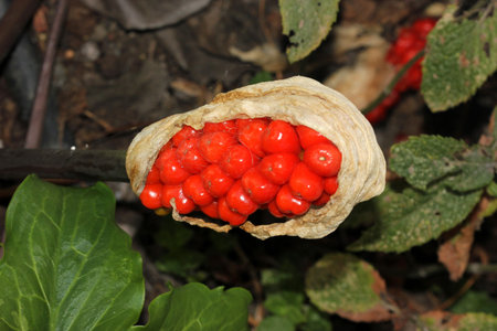 Arum maculatum ripe berries, covered by dried spathe, red berries are extremely poisonous, ingestion causing harm to throat and stomachの写真素材