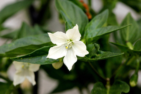 Capsicum annuum Thai Super Chili Hybrid. cultivar with 5-7 cm erect fruits, finally red, more than...