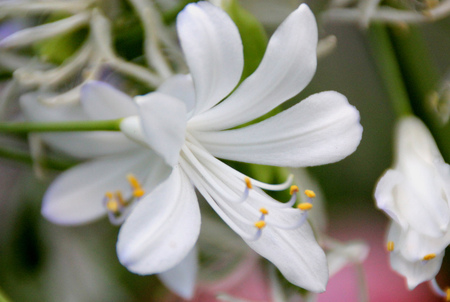 Agapanthus praecox white, African lily, Lily of Nile, perennial tuft forming herb with basal linear leaves and white flowers in an umbel carried on a long scapeの写真素材