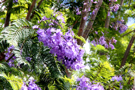Jacaranda mimosifolia, Blue jacaranda, Black poui, Fern tree, ornamental tree with bipinnate fern like leaves and beautiful blue flowers in large clustersの写真素材