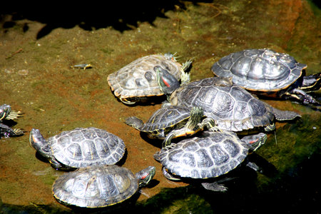Turtles resting along a pond in California, USA, swimming in water along with fish and periodicall...