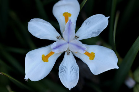 Dietes grandiflora, Large Wild Iris, Fairy Iris, rhizomatous perennial herb with linear leaves and...