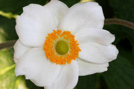 Anemone hybrida Honorine Jobert , cultivar, perennial up to 2 m tall with ternate leaves and white flowers on a long scape, two or three branched, stamens in a neat circle surrounding green column of carpelsの写真素材