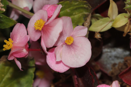 Begonia semperflorens Pink, Begonia, herbaceous perennial with thick nearly rounded leaves and flowers in various colorsの写真素材