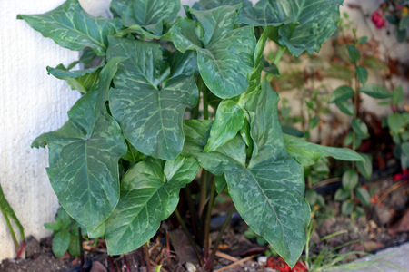 Arum maculatum, snakeshead, Lords-and-ladies, tuberous perennial with arrow shaped spotted leaves and purple spadix enclosed by a pale green spatheの写真素材