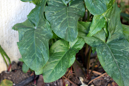 Arum maculatum, snakeshead, Lords-and-ladies, tuberous perennial with arrow shaped spotted leaves and purple spadix enclosed by a pale green spatheの写真素材