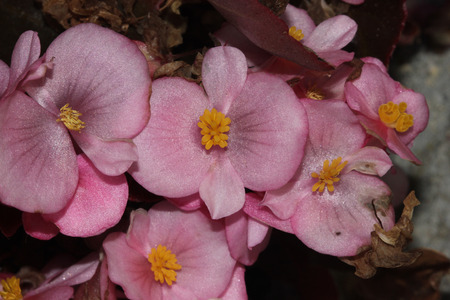 Begonia semperflorens Pink, Begonia, herbaceous perennial with thick nearly rounded leaves and flowers in various colorsの写真素材