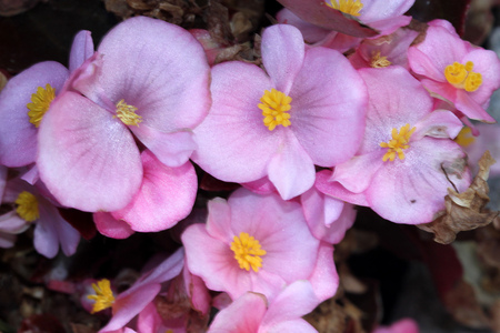 Begonia semperflorens Pink, Begonia, herbaceous perennial with thick nearly rounded leaves and flowers in various colorsの写真素材