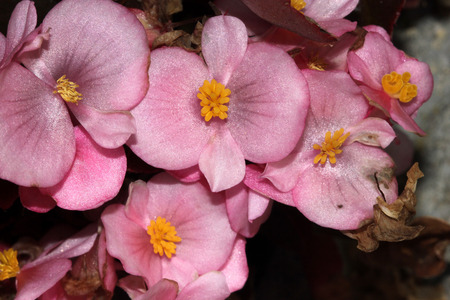 Begonia semperflorens Pink, Begonia, herbaceous perennial with thick nearly rounded leaves and flowers in various colorsの写真素材